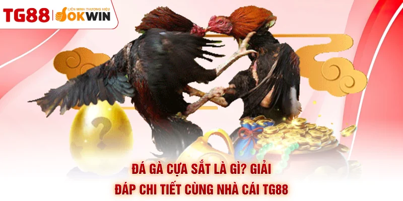 Đá Gà Cựa Sắt Là Gì? Giải Đáp Chi Tiết Cùng Nhà Cái TG88